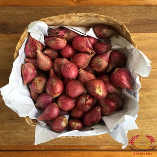 Jual Bawang Merah Brebes Besar Super 1 Sak Karung Ball 20 kg Indonesia