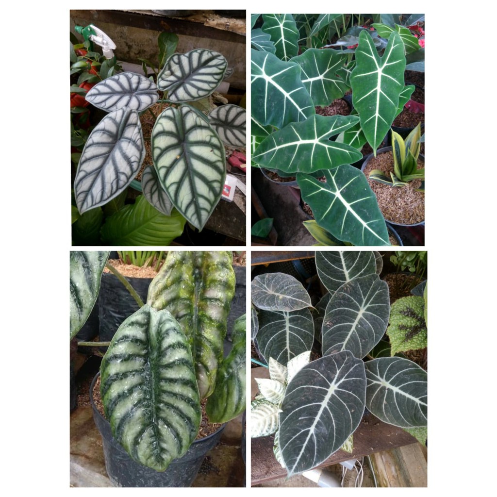 Paket 4 Tanaman Alocasia Koleksi silver, cuprea, black velvet &amp; tengkorak hijau BERGARANSI