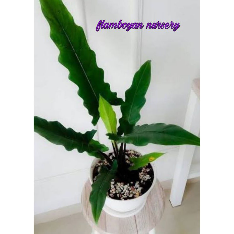 Harga Keladi Keris Papua Dewasa Terbaru Juni 2021 Biggo Indonesia