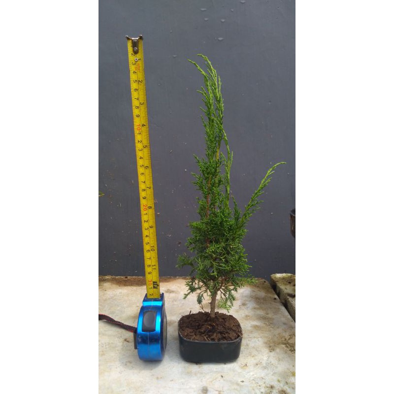 Bahan/ bibit bonsai cemara sargenti/ cemara sargenti
