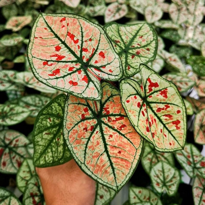 Caladium Wonderland Bibit Tanaman Hias Bunga Bibit Keladi Murah Bukan Bonggol Caladium