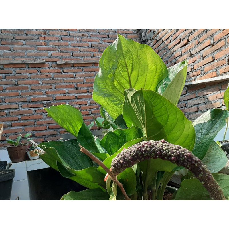 Bibit Jemani lidah Api Naga daun 1 dan daun 2