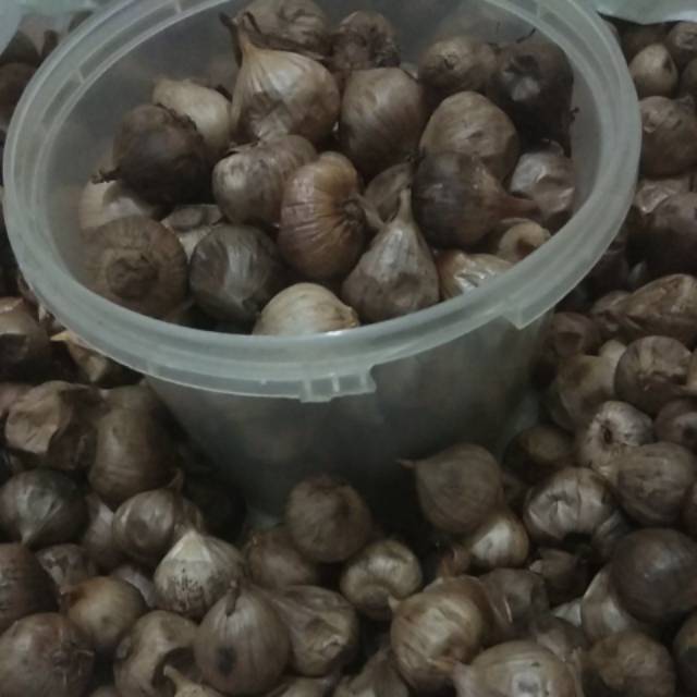 

Bawang hitam lanang obat herbal darah tinggi, asam urat, diabetes, kolesterol, obat stroke, stamina