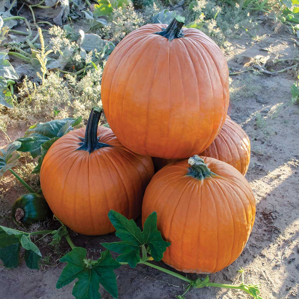 Benih Bibit Biji - Pumpkin Charmant PMR F1 (Berat Panen Hingga 6-8 kg) Seeds - IMPORT