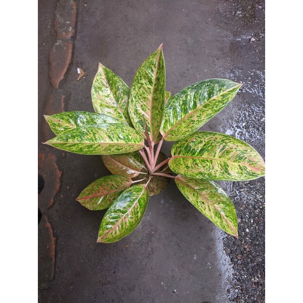 Aglonema Big roy rimbun sehat murah daun 5-10