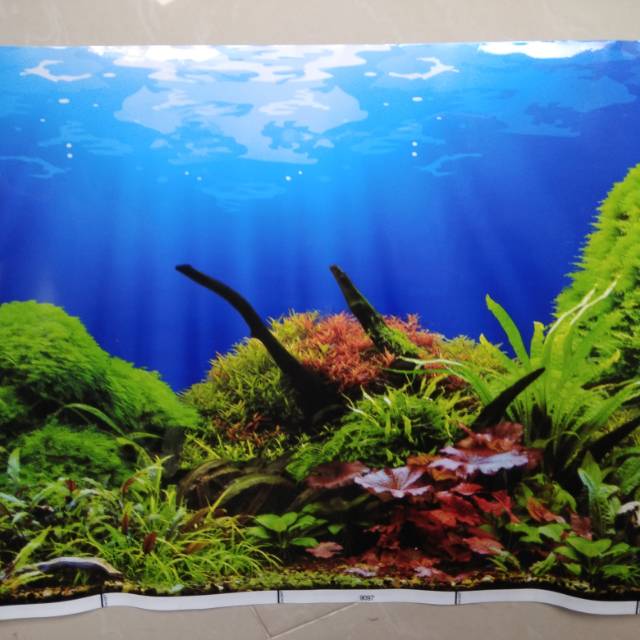 26+ Warna Background Aquarium Untuk Ikan Louhan - Rudi Gambar