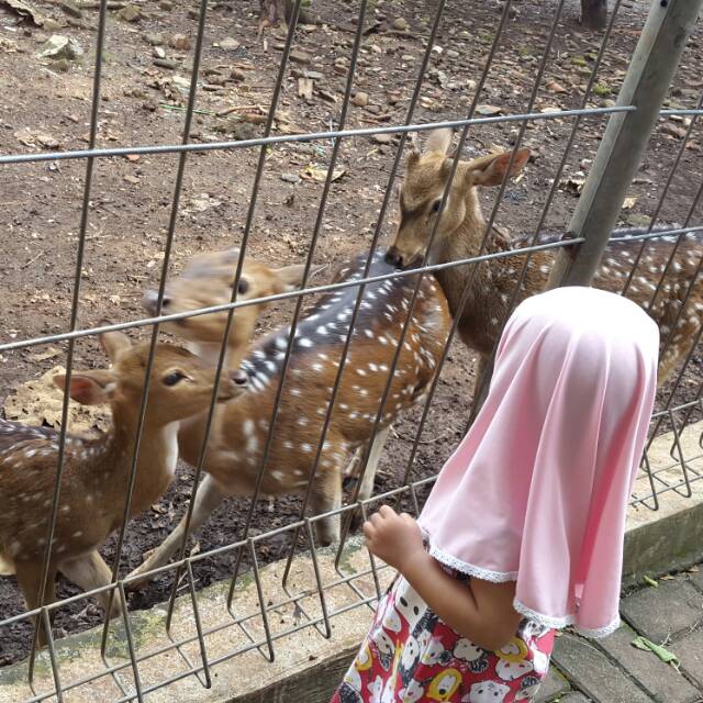 icha_warung_pak_aris