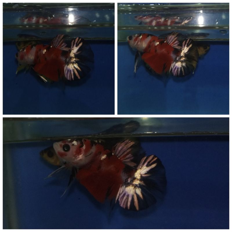 IKAN CUPANG RED KOI COPPER