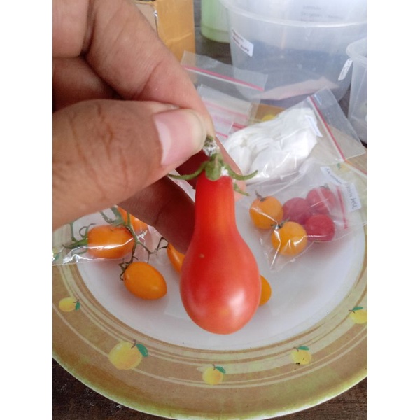 

Tomat Red pear