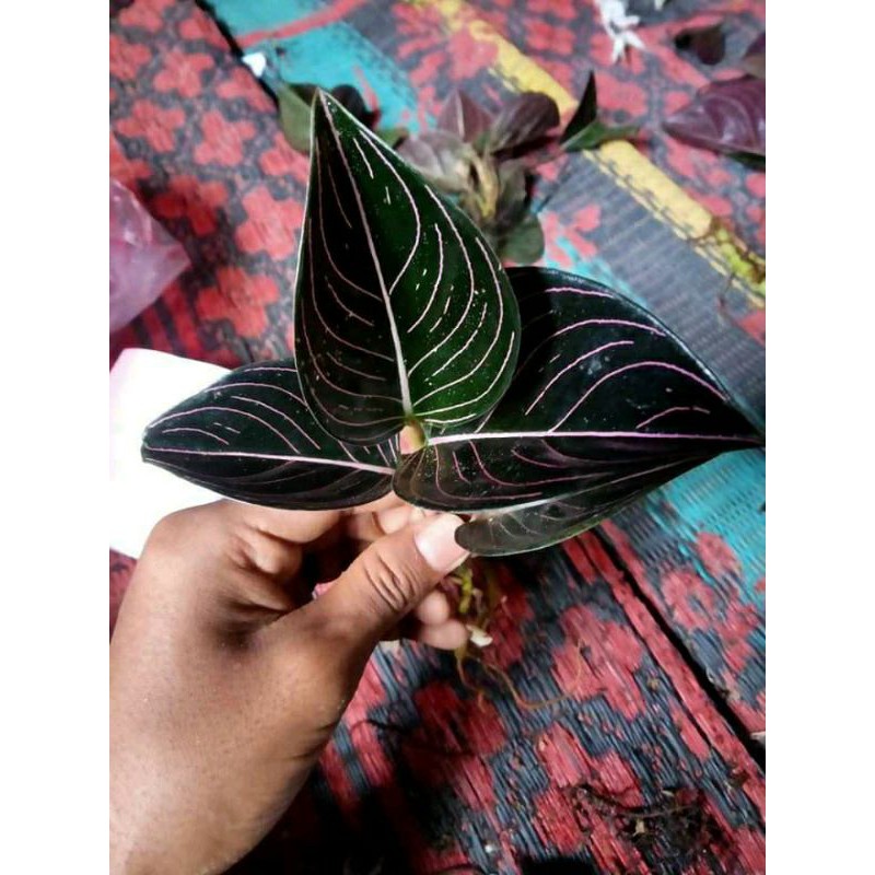 Tanaman Hias Aglonema Rotundrum Aceh//Aglonema Rotundrum Aceh