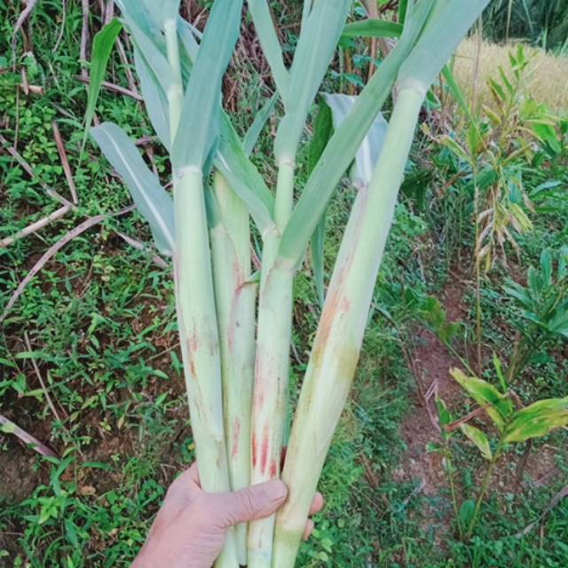 

Trubuk,trubus,telor tebu,endok tiwu(1kg)