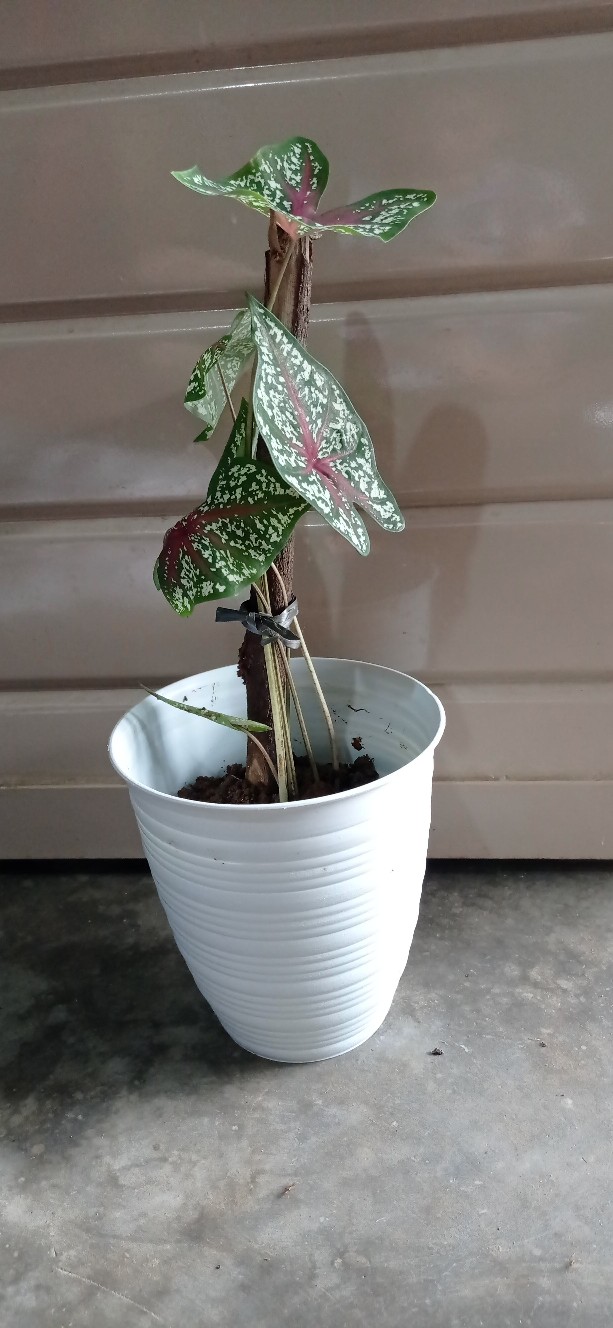 Pot Pirus 18 Cm Pot Tawon Pirus 18 Tirus