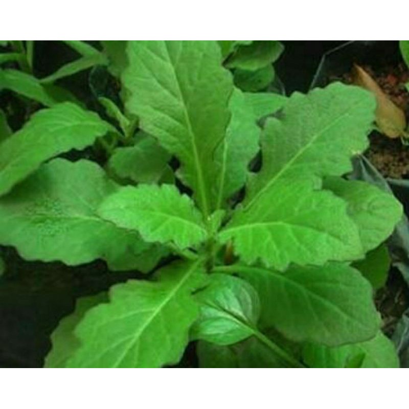 tanaman herbal daun dewa gynura divaricata