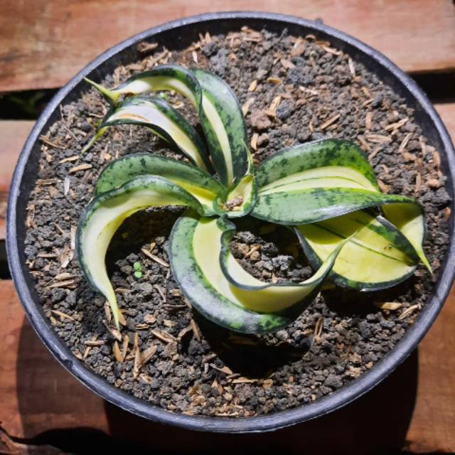 Sensivera tsunami hybrid  Murah