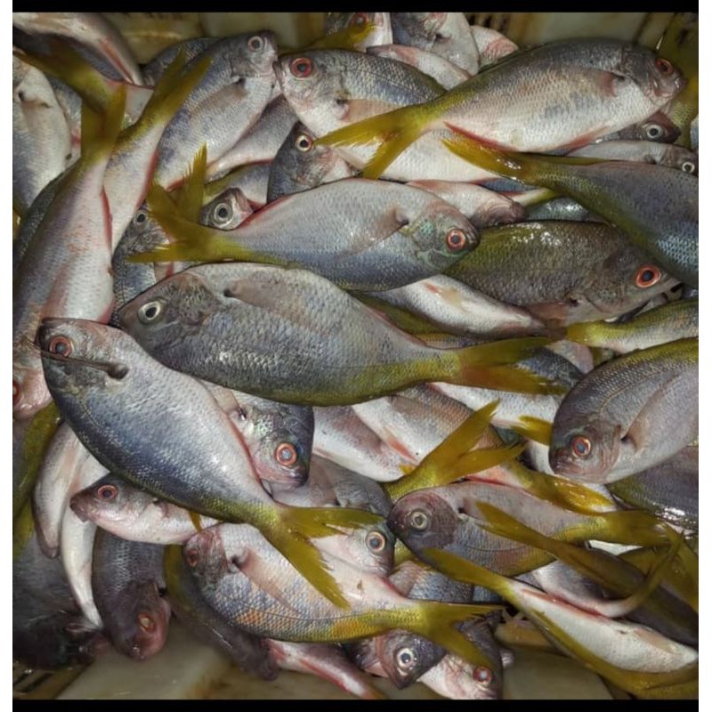 

ikan ekor kuning
