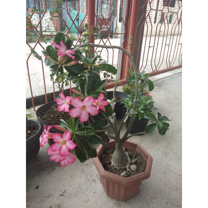 Biji Bunga Adenium Pink