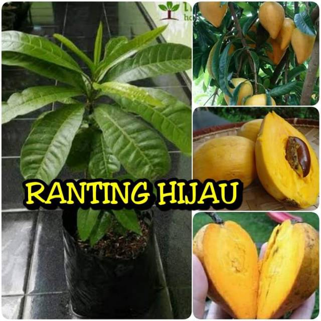 bibit buah sawo mentega/sawo belanda/sawo alkesa/alkesah