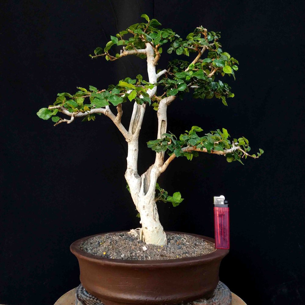  Bonsai Serut  Merah Mini Cahunit com