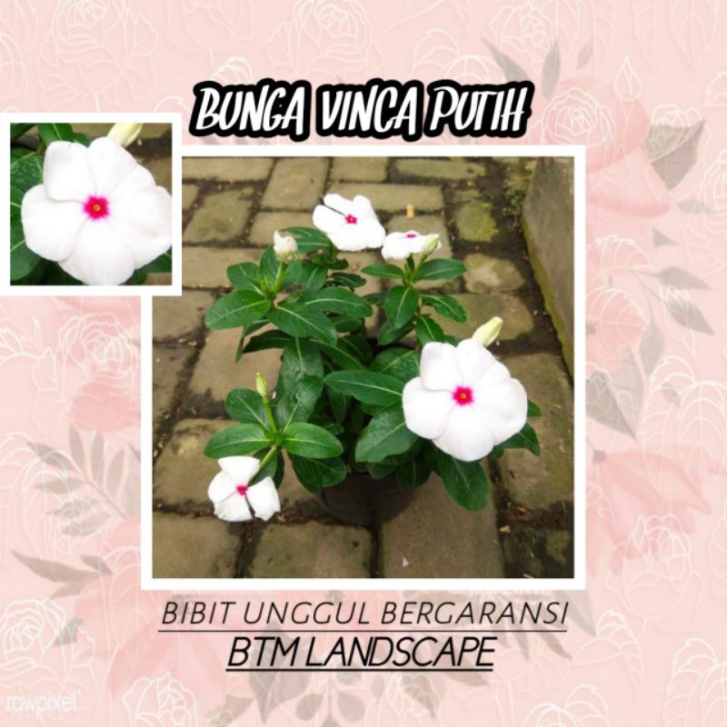 BUNGA VINCA PUTIH