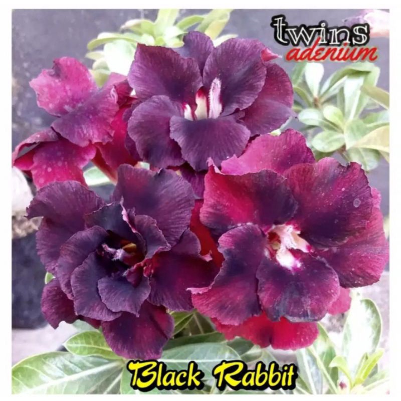 TANAMAN HIAS ADENIUM KAMBOJA JEPANG BUNGA TUMPUK//BALCK RABBIT