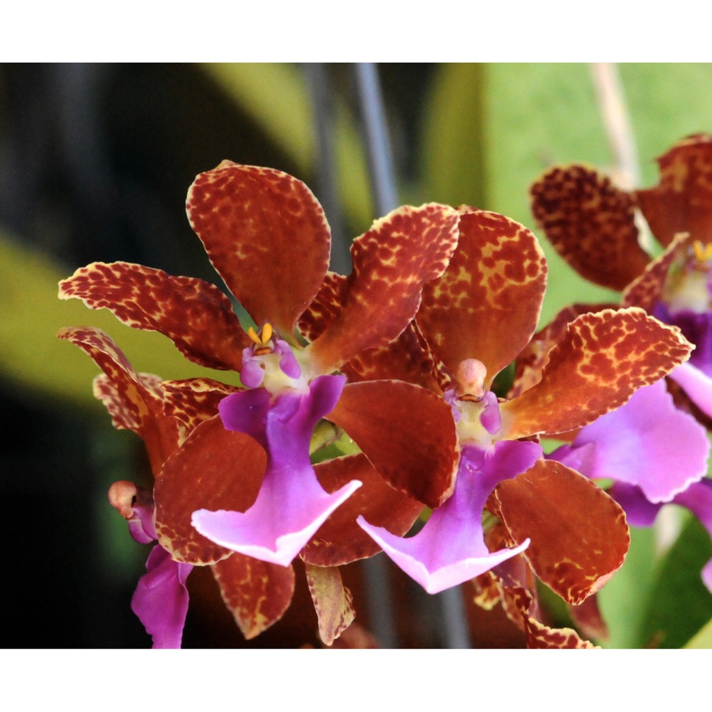 Anggrek Oncidium Lanceanum