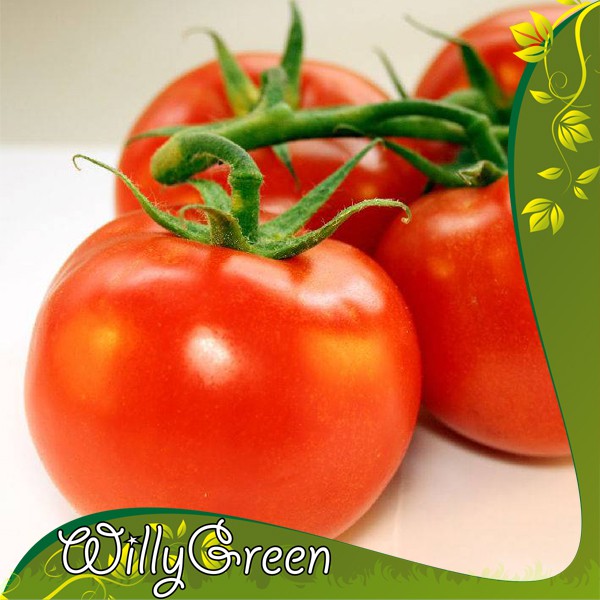 Benih Tanaman Buah Tomat Super