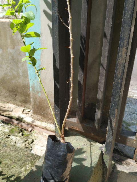 Beli 3 Gratis 1 Bidara Arab Sidr Ruqyah