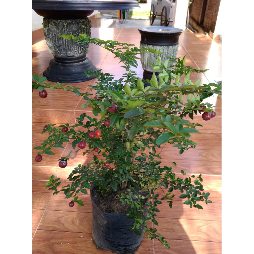 *_$ BIBIT JERUK KINGKIT BAHAN BONSAI /R¦