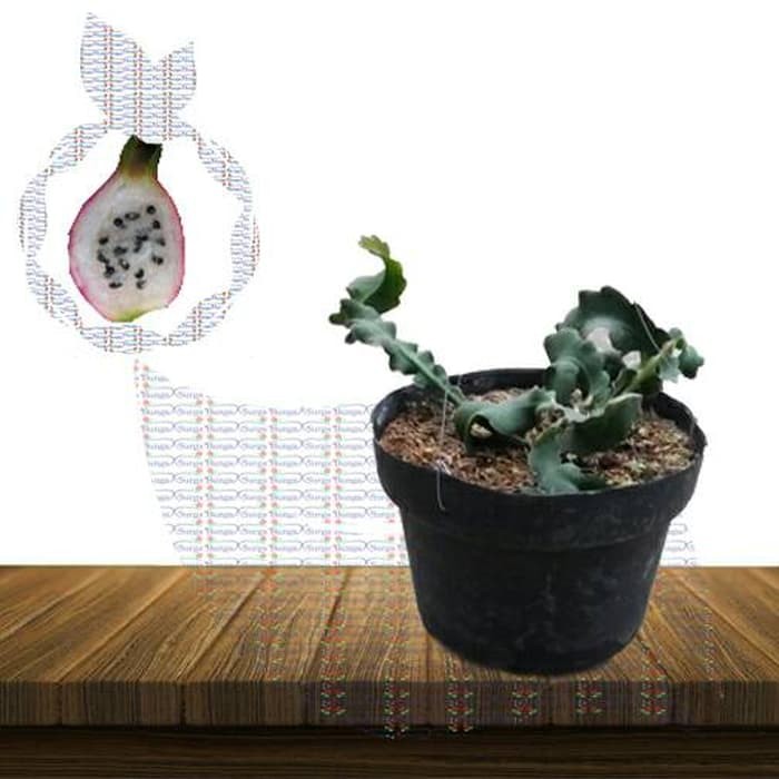 Bibit Buah Naga Mini (Wijaya Kusuma)