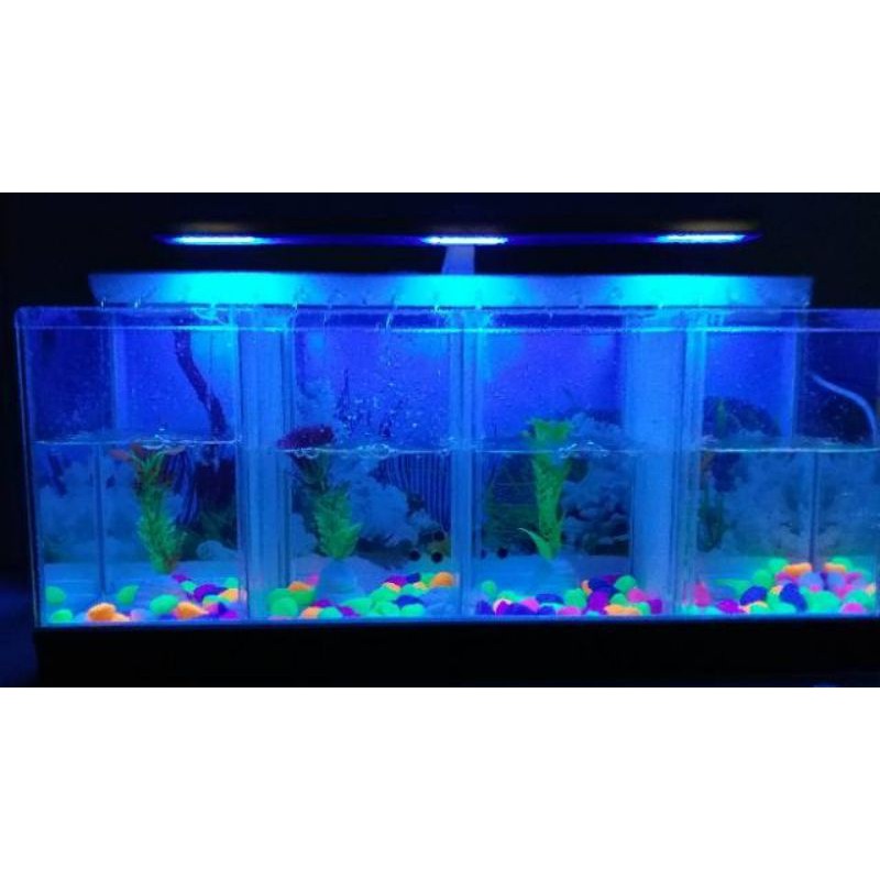 64 Contoh Aquarium Mini Dari Kardus Gratis Terbaru