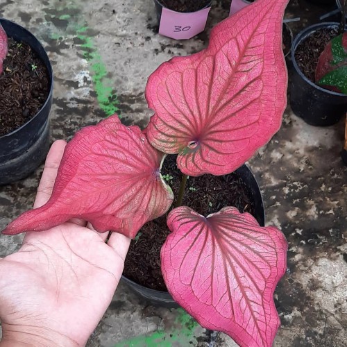 Bunga Hias Keladi Caladium Infinity Cantik Murah Berkualitas