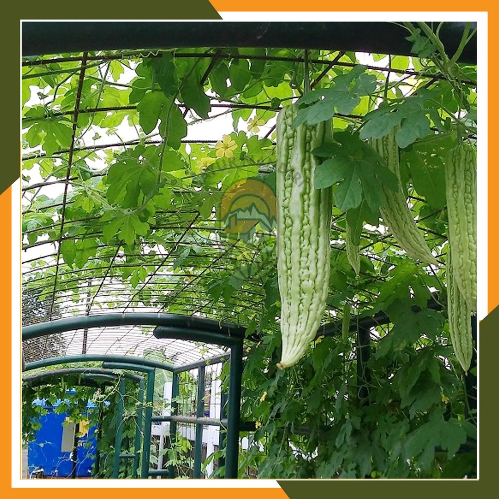 Benih Paria Seribuan