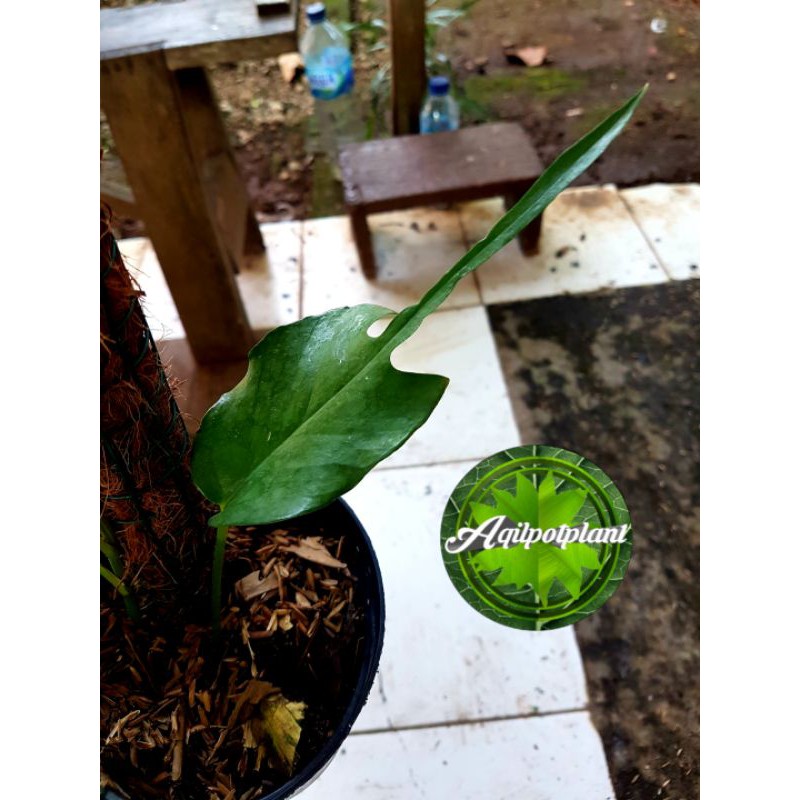 epipremnum skeleton key / skeleton keys