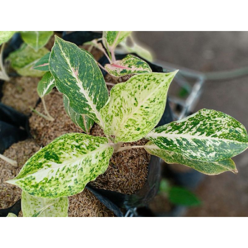 AGLONEMA STRIPTIS WHITE