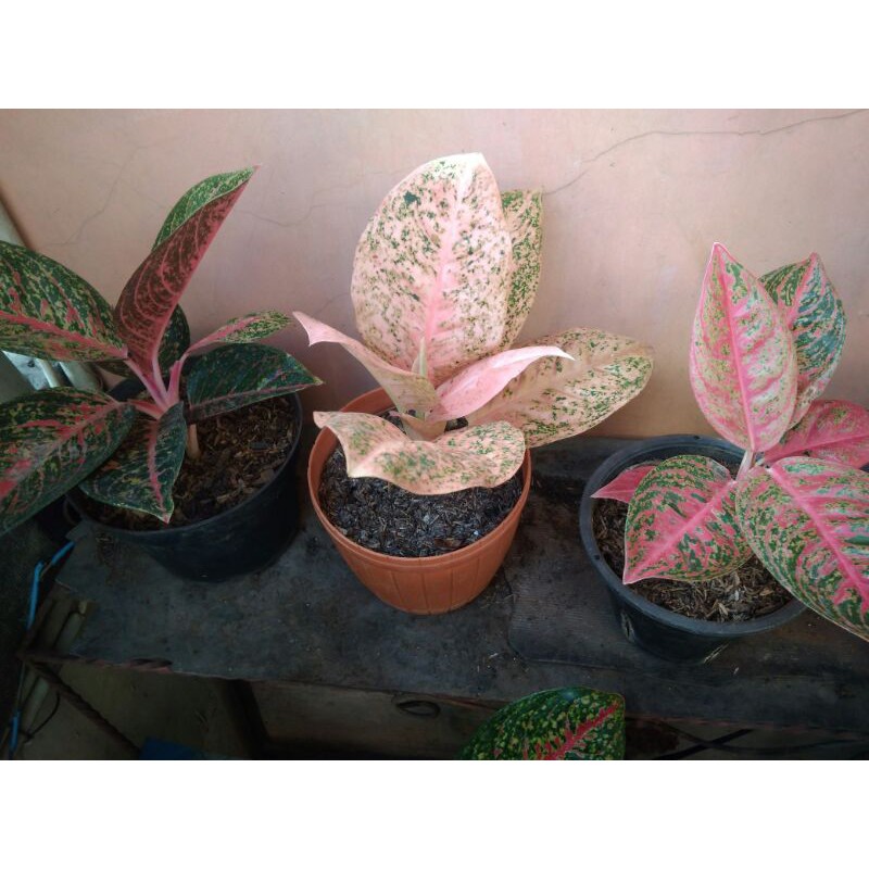 Aglaonema orange stardust