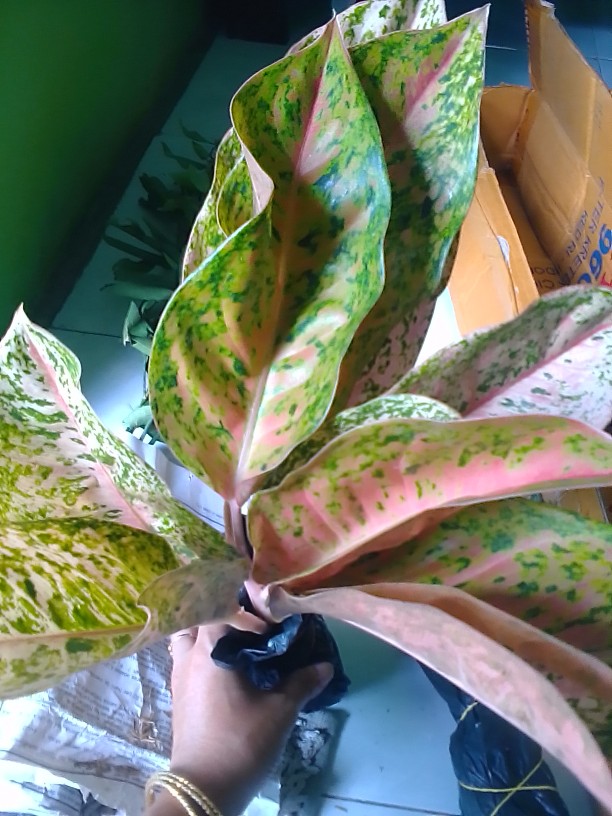 Tanaman Hias Aglonema Big Roy / Lulaiwan