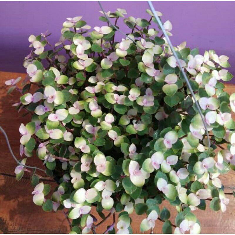 Tanaman hias kribo varigata tanaman gantung