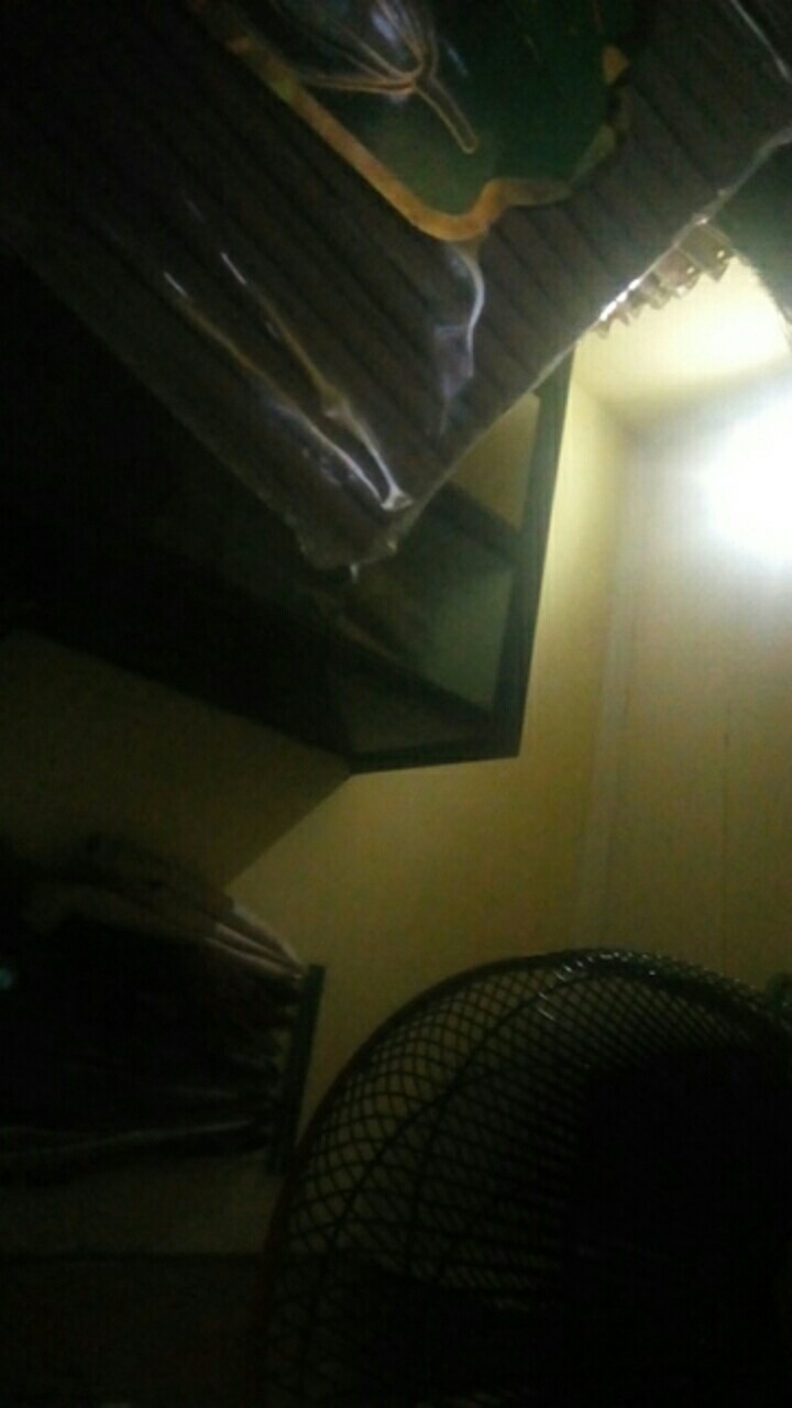 Dupa Hio Pendek Aroma Wangi Celup Flora