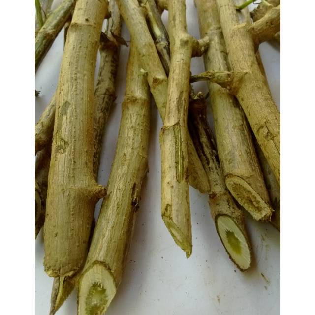 BIBIT INSULIN / POHON INSULIN /STEK POHON INSULIN