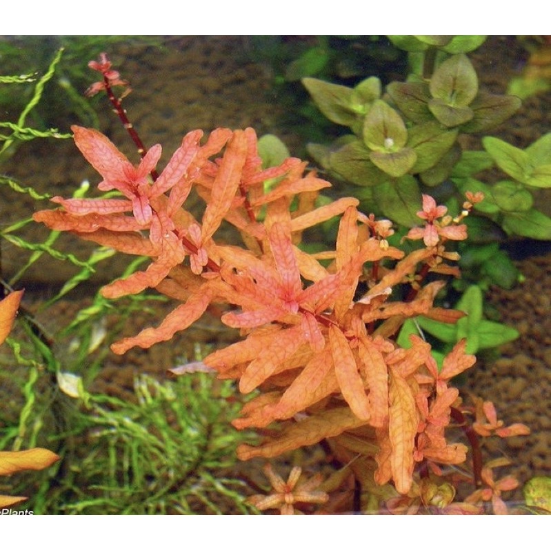 Ludwigia inclinata brown ( tanaman aquascape )