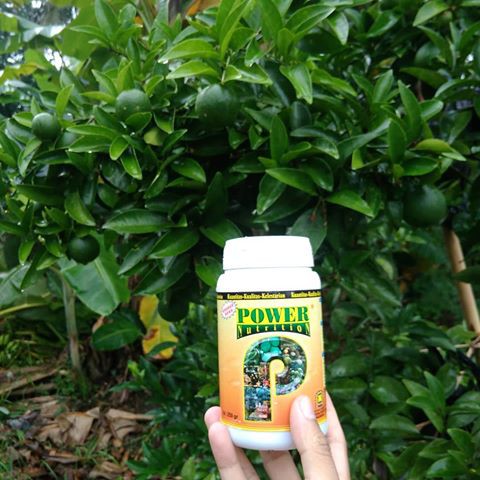 Power Nutrition Nasa 250gr PWRK - Nutrisi Untuk Buah - Pupuk Organik Khusus Buah Nasa