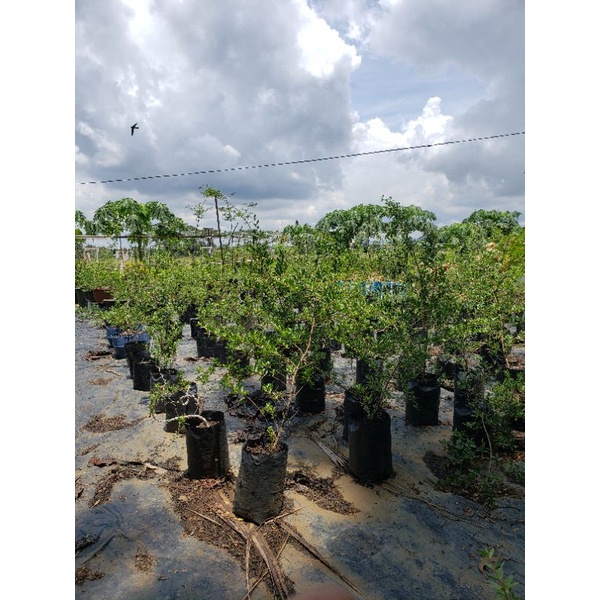 bahan Bonsai pohon santigi karang dari semai biji umur 1tahun up