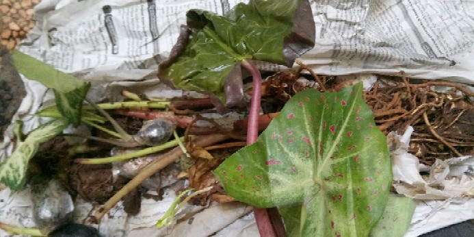 Tanaman Hias Caladium Bercak Merah Keladi Bercak Darah Garis Putih