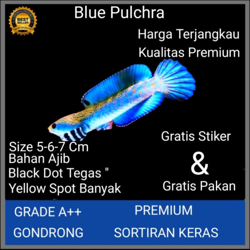 Channa Blue Pulchra Grade++ Bahan  Kontes Berkualitas Size 5-6-7 Cm
