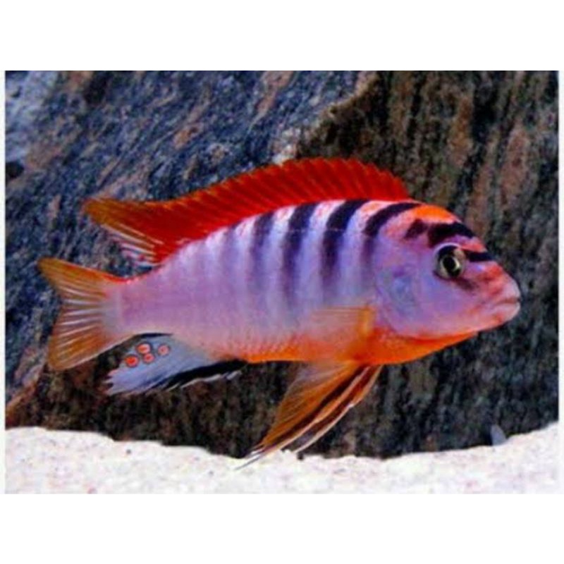 Ikan Cichlid Labidochromis RED TOP HONGI uk 5-6cm
