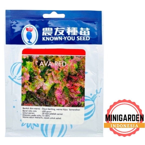 SELADA AVA RED 20 GRAM PACK BESAR benih bibit biji selada merah red lettuce f1 known you seed