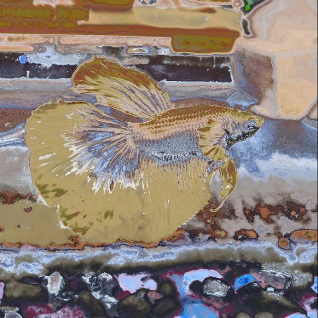 Cupang Dumbo Ear Halfmoon Rosetail Feathertail Size L Plus Silver Butterfly kuping Big Ear Betta