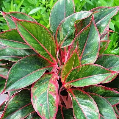 Aglonema Siam Aurora / Red Lipstik - Tanaman Hias Indoor Aglonema