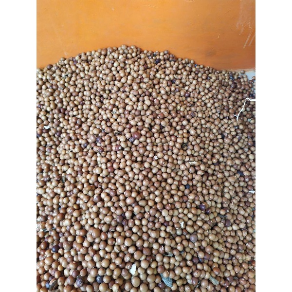 

BIJI CIPIR/BIJI BOTOR 1KG