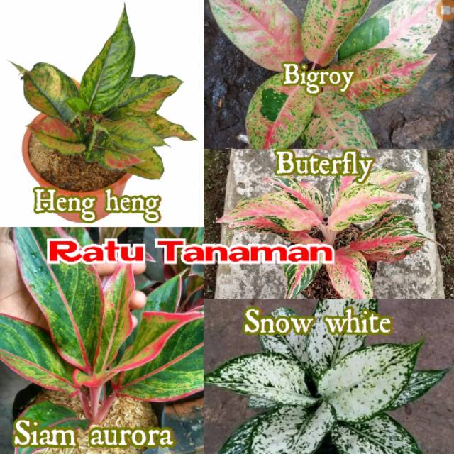 Paket 5 jenis bunga aglonema